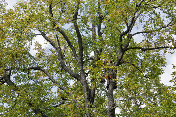 Best Storm Damage Tree Cleanup  in Turley, OK